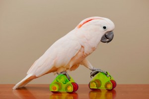 Uala-on-roller-skates