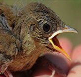 If You Find a Baby Bird: What Do You Do?