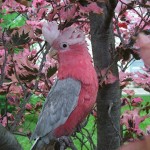 Cockatoo Dundee