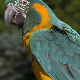 Gusto-Bluebeard, blue-throated macaw