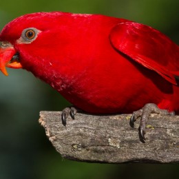 Milonga, red lory