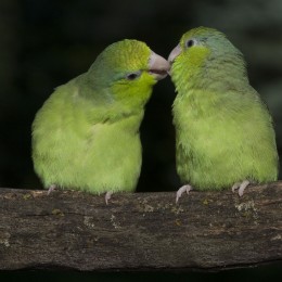 Pickles and Apples, Pacific parrotlets