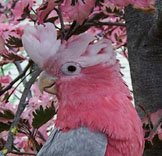 Retrieving Escaped Birds