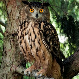 Swoop, Eurasian eagle-owl