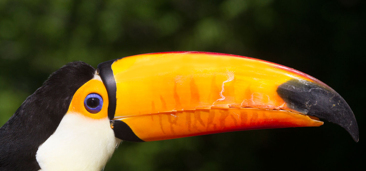 Toucan-slider1