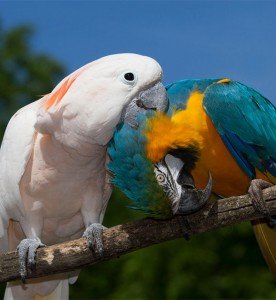 Wings-of-Love-birds-preen-each-other