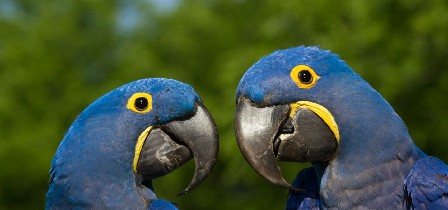 macaw-slider