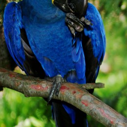 Largest parrot, hyacinth macaw