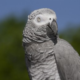 Olivia, African grey parrot