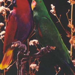 Red (F) & Green (M) Eclectus