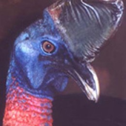 Double-wattled cassowary