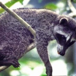 Raccoon in Central America