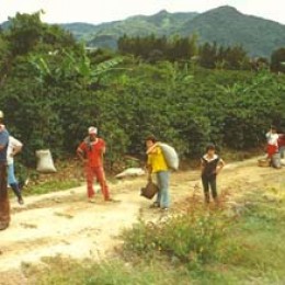 Coffee bean pickers