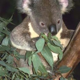 Australian Koala Bear