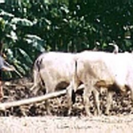 Oxen draft animals