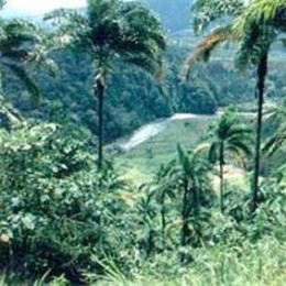 ‘Jungle Train’  photo – Costa Rica