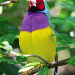 Lady Gouldian cock proud