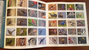 Birds and Blossoms coloring book of two pages of bird photographs