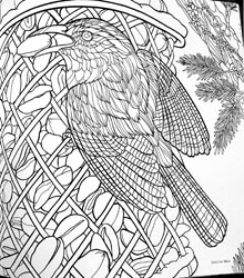 Birds and Blossoms coloring book of birds to color