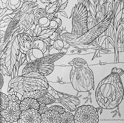 Birds and Blossoms coloring book of birds to color