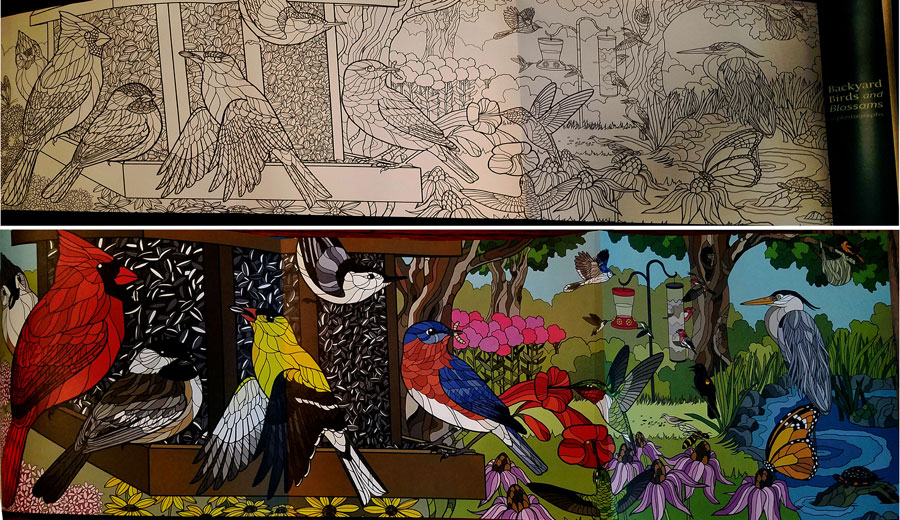 Birds and Blossoms coloring book showing colored and uncolored poster