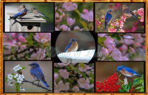 Eastern Bluebird poster preview featuring eastern bluebirds