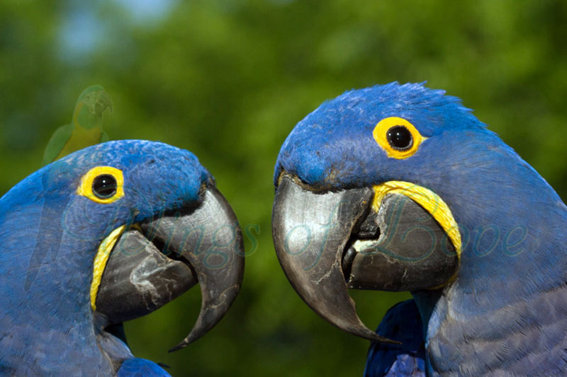 Featured event image for Rare Jewels of the Rainforest, featuring 2 blue macaws