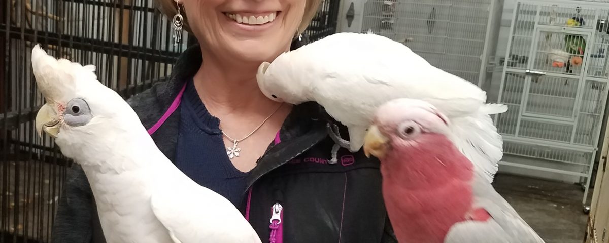 Even cockatoo species have different personalities