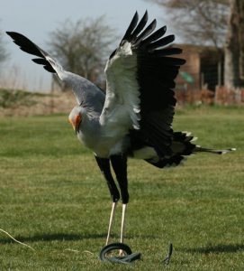 Secretary bird at Hawk Conservancy Trust