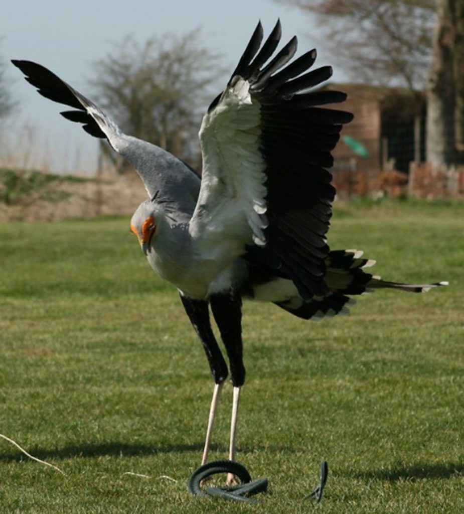 The Kung Fu Master of Raptors (The Secretary Bird) | Wings of Love